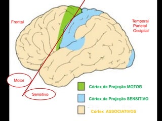 Frontal Temporal
Parietal
Occipital
Córtex de Projeção MOTOR
Córtex de Projeção SENSITIVO
Córtex ASSOCIATIVOS
Motor
Sensitivo
 