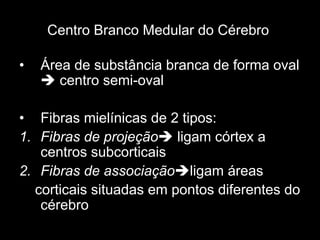 Centro Branco Medular do Cérebro
• Área de substância branca de forma oval
è centro semi-oval
• Fibras mielínicas de 2 tipos:
1. Fibras de projeçãoè ligam córtex a
centros subcorticais
2. Fibras de associaçãoèligam áreas
corticais situadas em pontos diferentes do
cérebro
 