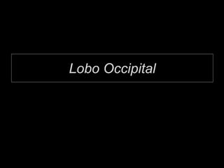Lobo Occipital
 