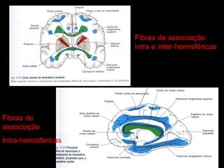 Fibras de
associação
Intra-hemisféricas
Fibras de associação
intra e inter-hemisféricas
 