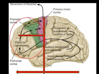 Organización de Corteza Motora
 