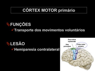 ÄFUNÇÕES
üTransporte dos movimentos voluntários
ÄLESÃO
üHemiparesia contralateral
CÓRTEX MOTOR primário
 