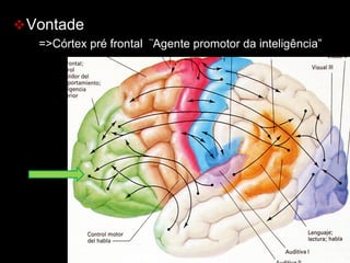 vVontade
=>Córtex pré frontal ¨Agente promotor da inteligência”
 