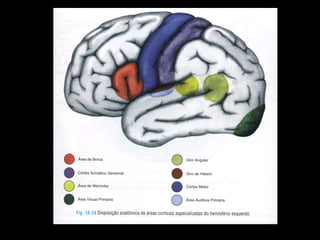 Funções corticais 