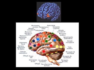 Funções corticais 