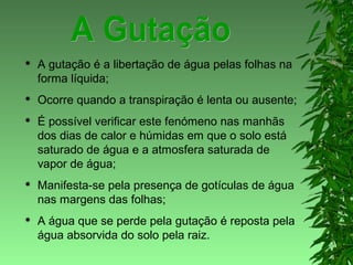  A gutação é a libertação de água pelas folhas na
forma líquida;
 Ocorre quando a transpiração é lenta ou ausente;
 É possível verificar este fenómeno nas manhãs
dos dias de calor e húmidas em que o solo está
saturado de água e a atmosfera saturada de
vapor de água;
 Manifesta-se pela presença de gotículas de água
nas margens das folhas;
 A água que se perde pela gutação é reposta pela
água absorvida do solo pela raiz.
 