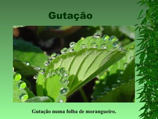 Gutação
Gutação numa folha de morangueiro.
 
