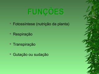  Fotossíntese (nutrição da planta)
 Respiração
 Transpiração
 Gutação ou sudação
 