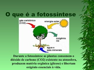 O que é a fotossíntese
Durante a fotossíntese as plantas consomem o
dióxido de carbono (CO2) existente na atmosfera,
produzem matéria orgânica (glicose) e libertam
oxigénio essenciais à vida.
 