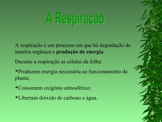 A respiração é um processo em que há degradação de
matéria orgânica e produção de energia.
Durante a respiração as células da folha:
Produzem energia necessária ao funcionamento da
planta;
Consomem oxigénio atmosférico;
Libertam dióxido de carbono e água.
 