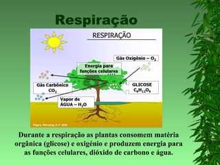 Respiração
Durante a respiração as plantas consomem matéria
orgânica (glicose) e oxigénio e produzem energia para
as funções celulares, dióxido de carbono e água.
 