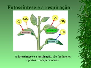 Fotossíntese e a respiração.
A fotossíntese e a respiração, são fenómenos
opostos e complementares.
 