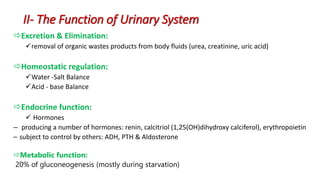 II- The Function of Urinary System
Excretion & Elimination:
removal of organic wastes products from body fluids (urea, creatinine, uric acid)
Homeostatic regulation:
Water -Salt Balance
Acid - base Balance
Endocrine function:
 Hormones
– producing a number of hormones: renin, calcitriol (1,25(OH)dihydroxy calciferol), erythropoietin
– subject to control by others: ADH, PTH & Aldosterone
Metabolic function:
20% of gluconeogenesis (mostly during starvation)
 