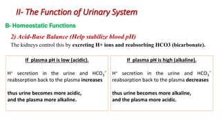 The kidneys control this by excreting H+ ions and reabsorbing HCO3 (bicarbonate).
2) Acid-Base Balance (Help stabilize blood pH)
If plasma pH is low (acidic).
H+ secretion in the urine and HCO3¯
reabsorption back to the plasma increases
thus urine becomes more acidic,
and the plasma more alkaline.
If plasma pH is high (alkaline).
H+ secretion in the urine and HCO3¯
reabsorption back to the plasma decreases
thus urine becomes more alkaline,
and the plasma more acidic.
B- Homeostatic Functions
II- The Function of Urinary System
 