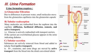 Urine formation requires :
III. Urine Formation
A) Glomerular Filtration
Due to differences in pressure water, small molecules move
from the glomerulus capillaries into the glomerular capsule
B) Tubular reabsorption
Many molecules are reabsorbed from the nephron into the
capillary (diffusion, facilitated diffusion, osmosis, and
active transport)
i.e. Glucose is actively reabsorbed with transport carriers.
If the carriers are overwhelmed glucose appears in the urine
indicating diabetes
C) Tubular secretion
Substances are actively removed from blood and added to
tubular fluid (active transport)
ie. H+, creatinine, and some drugs are moved by active
transport from the blood into the distal convoluted tubule
 