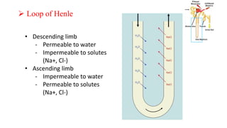 Urine Formation
 Loop of Henle
• Descending limb
- Permeable to water
- Impermeable to solutes
(Na+, Cl-)
• Ascending limb
- Impermeable to water
- Permeable to solutes
(Na+, Cl-)
 