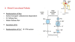  Distal Convoluted Tubule
 Reabsorption of Na+
- Active transport aldosterone dependent
- Cl- follows Na+
- Water follows Na+
 Excretion of K+
• Reabsorption of Ca++  PTH action
 