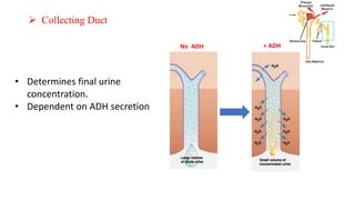 Urine Formation
 Collecting Duct
• Determines final urine
concentration.
• Dependent on ADH secretion
+ ADH
No ADH
 