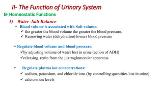 B- Homeostatic Functions
 Regulate blood volume and blood pressure:
by adjusting volume of water lost in urine (action of ADH)
releasing renin from the juxtraglomerular apparatus
 Regulate plasma ion concentrations:
 sodium, potassium, and chloride ions (by controlling quantities lost in urine)
 calcium ion levels
1) Water -Salt Balance
 Blood volume is associated with Salt volume:
 the greater the blood volume the greater the blood pressure.
 Removing water (dehydration) lowers blood pressure
II- The Function of Urinary System
 