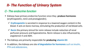  Kidneys have primary endocrine function since they produce hormones
(erythropoietin, renin and prostaglandin).
 Erythropoietin is secreted in response to a lowered oxygen content in the
blood. It acts on bone marrow, stimulating the production of red blood cells.
 Renin the primary stimuli for renin release include reduction of renal
perfusion pressure and hyponatremia. Renin release is also influenced by
angiotensin II and ADH.
 The kidneys are primarily responsible for producing vitamin D3
 In addition, the kidneys are site of degradation for hormones such as insulin,
PTH and aldosterone,
C- The endocrine function
II- The Function of Urinary System
 