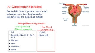 Urine Formation
Due to differences in pressure water, small
molecules move from the glomerulus
capillaries into the glomerular capsule
A- Glomerular Filtration
What gets filtered in the glomerulus ?
• Freely filtered
(filtered = passed)
• H2O
• Elements : (Na+, K+, Cl-, Mg2+ ,
PO4)
• Glucose
• Urea
• Creatinine
• Insulin
• Not filtred
(not passed)
• Protein
• Blood cells
 