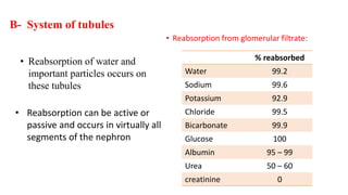 B- System of tubules
• Reabsorption from glomerular filtrate:
% reabsorbed
Water 99.2
Sodium 99.6
Potassium 92.9
Chloride 99.5
Bicarbonate 99.9
Glucose 100
Albumin 95 – 99
Urea 50 – 60
creatinine 0
• Reabsorption can be active or
passive and occurs in virtually all
segments of the nephron
• Reabsorption of water and
important particles occurs on
these tubules
 