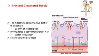 Urine Formation
 Proximal Convoluted Tubule
 The most metabolically active part of
the nephron
• 60-80% of reabsorption
 Driving force is active transport of Na+
• Water follows Na+
 Filtrate volume decreases
Ultra filtrate
Blood
 