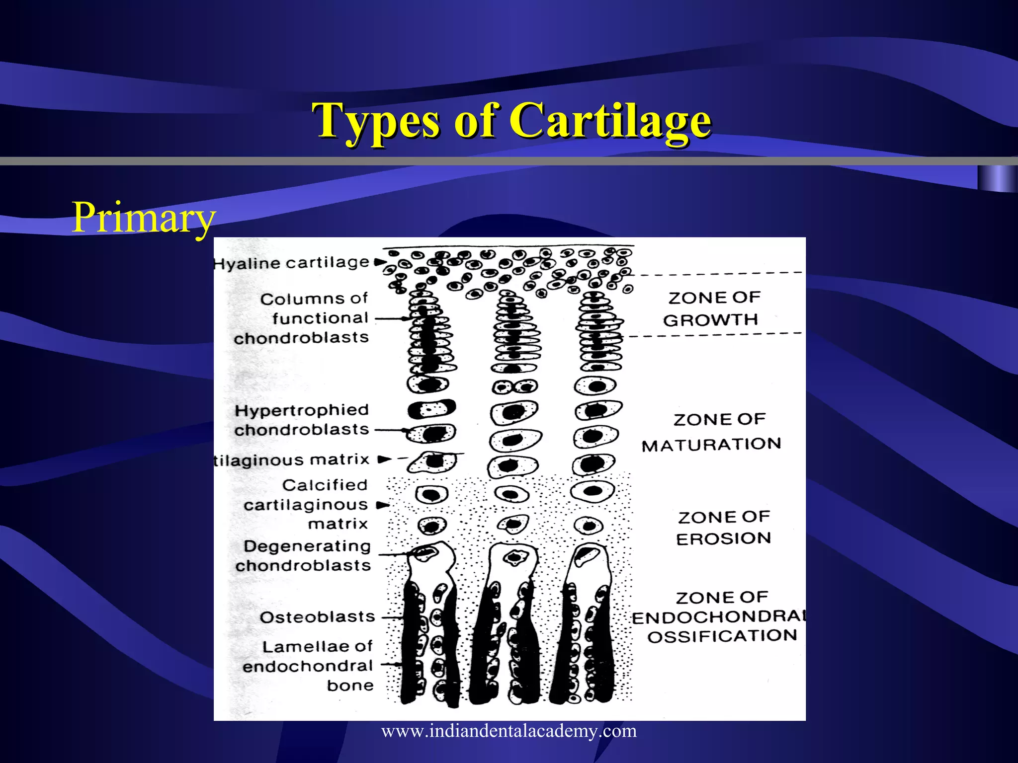 Types of Cartilage
Primary

www.indiandentalacademy.com

 