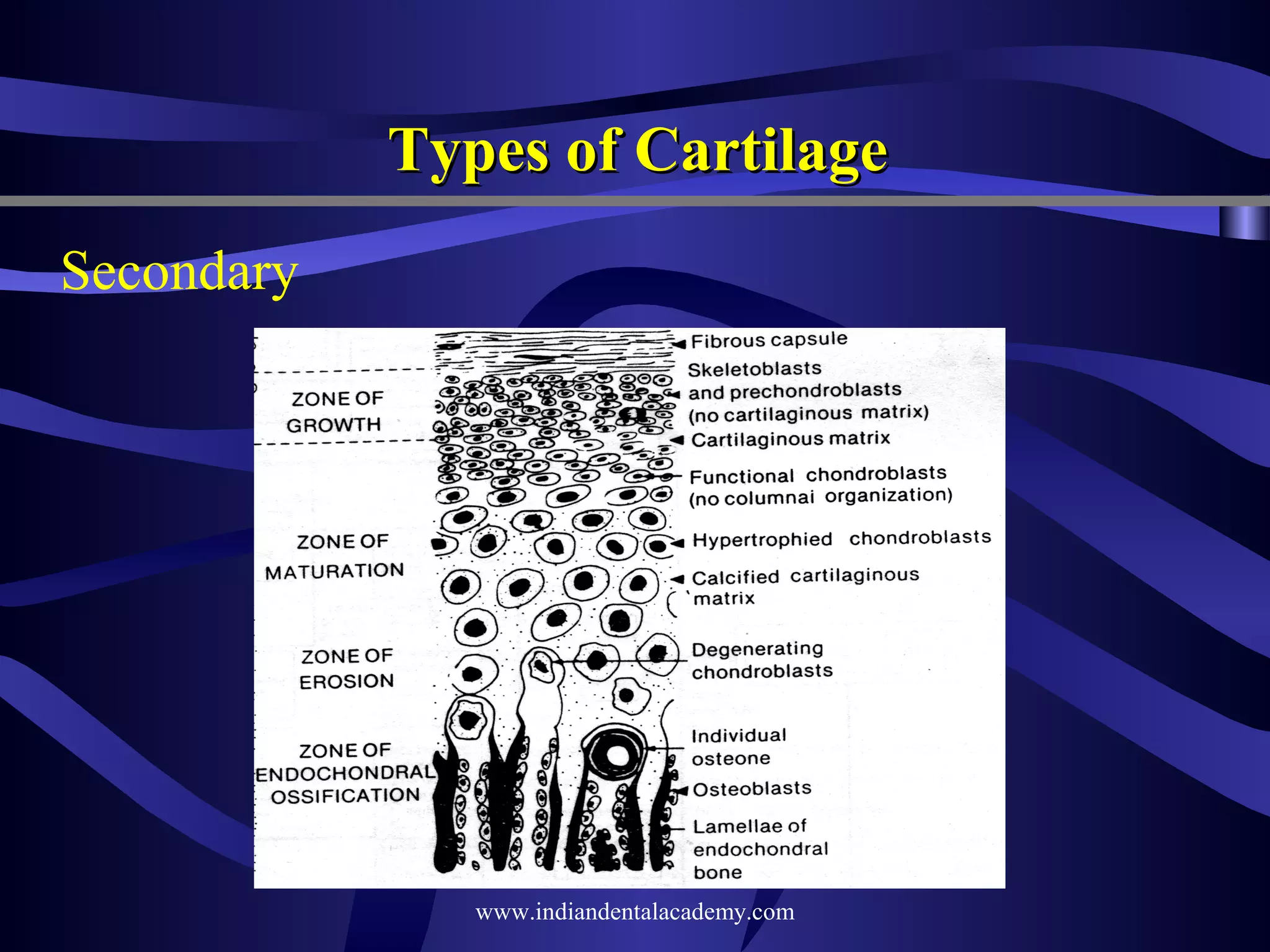 Types of Cartilage
Secondary

www.indiandentalacademy.com

 