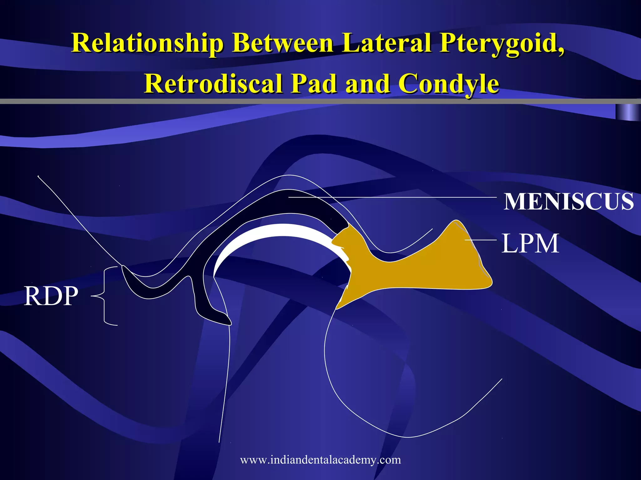 Relationship Between Lateral Pterygoid,
Retrodiscal Pad and Condyle

MENISCUS

LPM
RDP

www.indiandentalacademy.com

 
