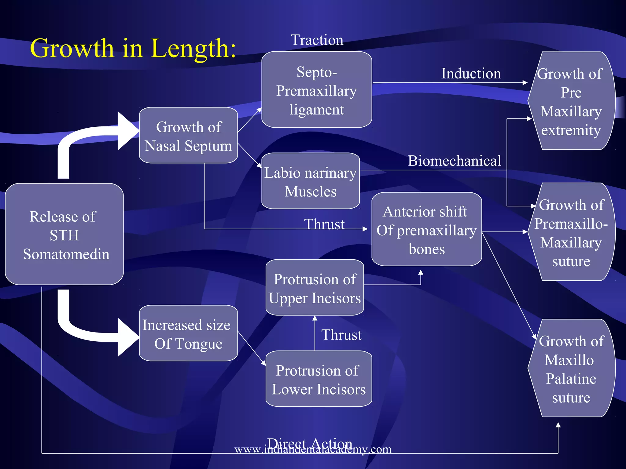 Growth in Length:

Traction
SeptoPremaxillary
ligament

Induction

Growth of
Nasal Septum

Biomechanical

Labio narinary
Muscles
Release of
STH
Somatomedin

Thrust

Growth of
Pre
Maxillary
extremity

Anterior shift
Of premaxillary
bones

Growth of
PremaxilloMaxillary
suture

Protrusion of
Upper Incisors
Increased size
Of Tongue

Thrust
Protrusion of
Lower Incisors
Direct Action
www.indiandentalacademy.com

Growth of
Maxillo
Palatine
suture

 