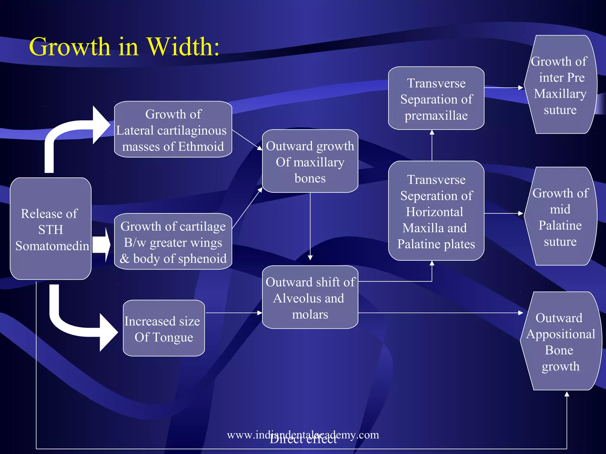 Growth in Width:
Growth of
Lateral cartilaginous
masses of Ethmoid

Release of
STH
Somatomedin

Transverse
Separation of
premaxillae
Outward growth
Of maxillary
bones

Growth of cartilage
B/w greater wings
& body of sphenoid

Increased size
Of Tongue

Outward shift of
Alveolus and
molars

www.indiandentalacademy.com
Direct effect

Growth of
inter Pre
Maxillary
suture

Transverse
Seperation of
Horizontal
Maxilla and
Palatine plates

Growth of
mid
Palatine
suture

Outward
Appositional
Bone
growth

 