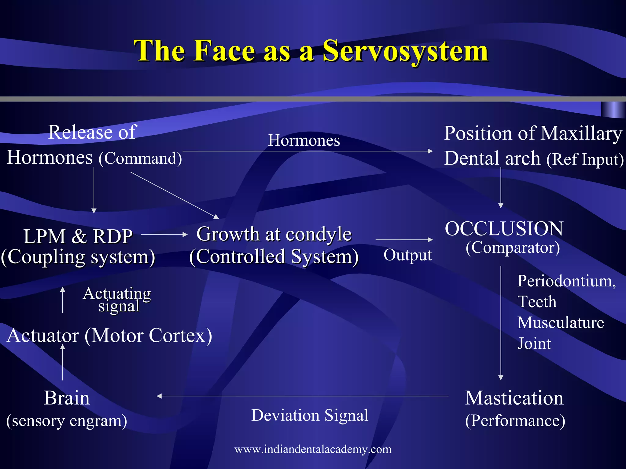 The Face as a Servosystem
Release of
Hormones (Command)

LPM & RDP
(Coupling system)

Position of Maxillary
Dental arch (Ref Input)

Hormones

Growth at condyle
(Controlled System)

OCCLUSION
Output

Periodontium,
Teeth
Musculature
Joint

Actuating
signal

Actuator (Motor Cortex)
Brain
(sensory engram)

(Comparator)

Deviation Signal
www.indiandentalacademy.com

Mastication
(Performance)

 