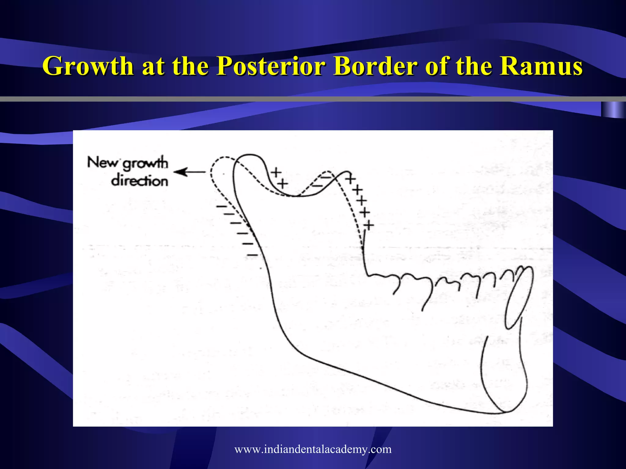 Growth at the Posterior Border of the Ramus

www.indiandentalacademy.com

 
