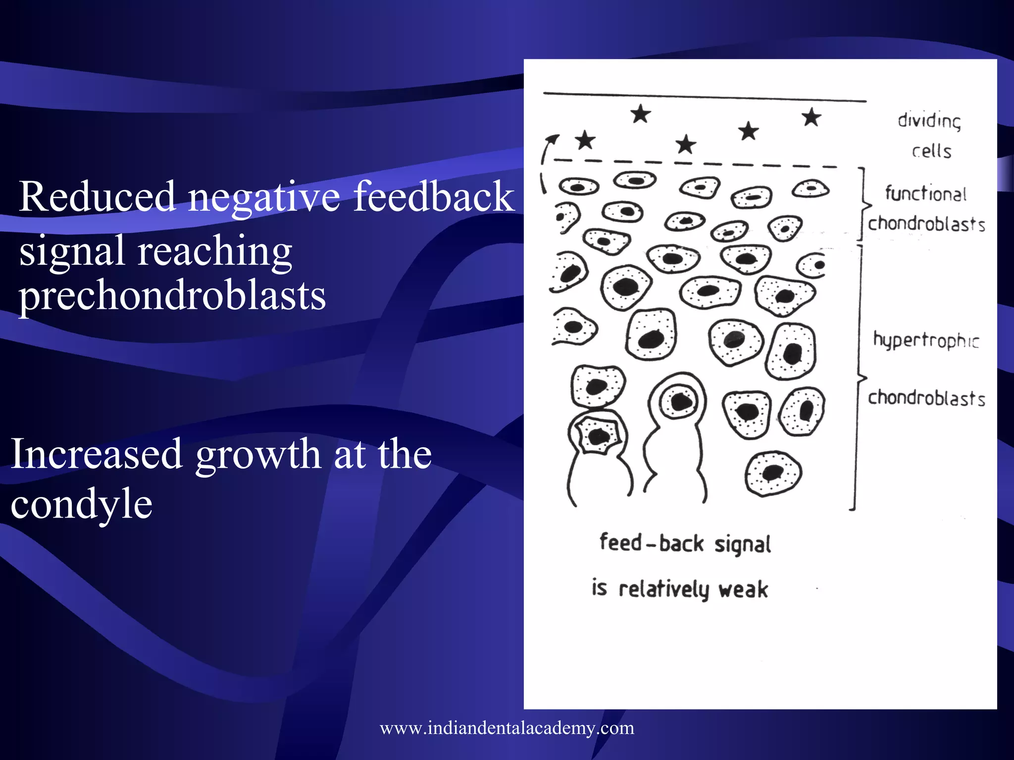 Reduced negative feedback
signal reaching
prechondroblasts
Increased growth at the
condyle

www.indiandentalacademy.com

 
