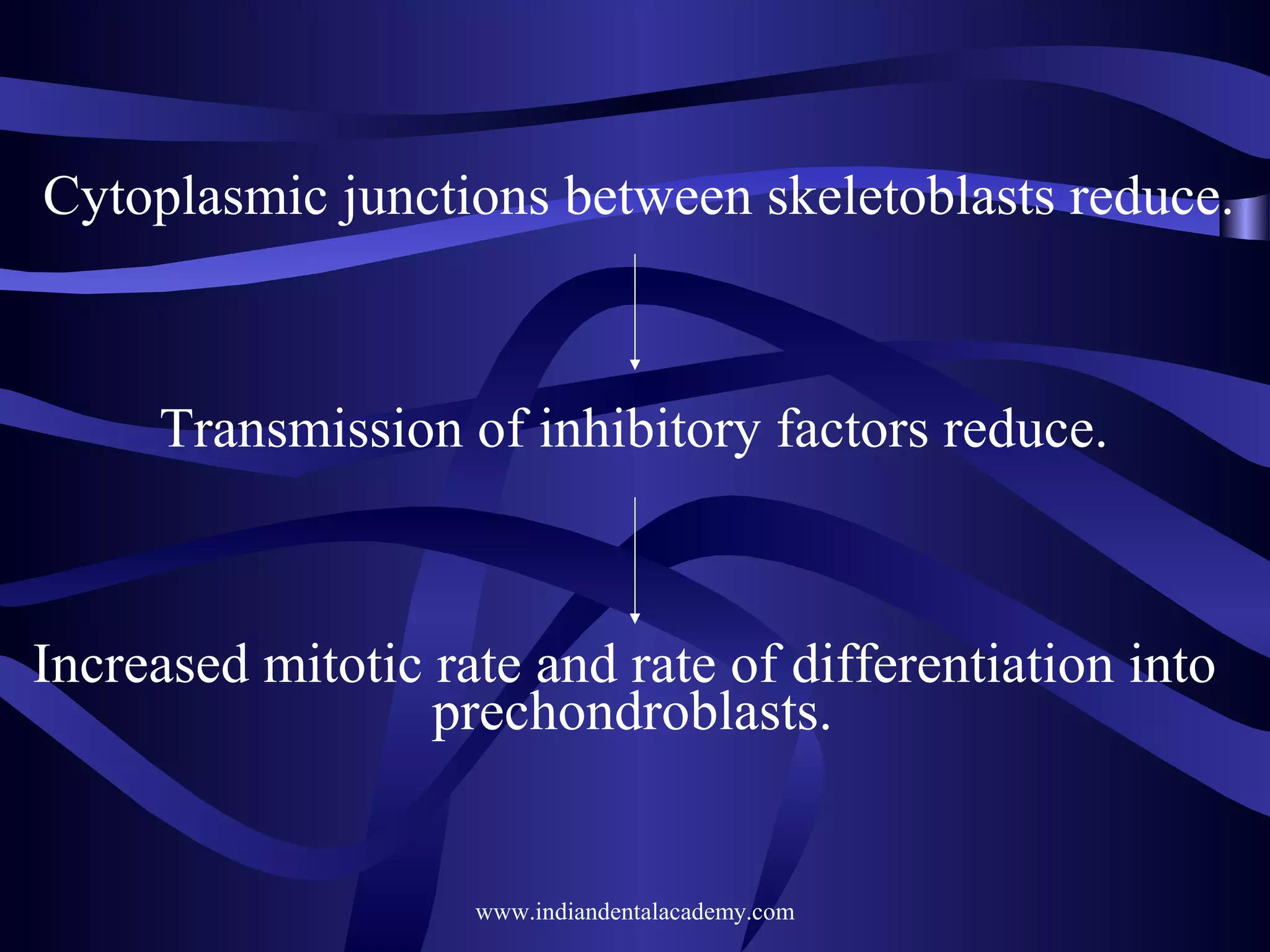 Cytoplasmic junctions between skeletoblasts reduce.

Transmission of inhibitory factors reduce.

Increased mitotic rate and rate of differentiation into
prechondroblasts.

www.indiandentalacademy.com

 