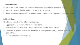 Renal Physiology- Functional anatomy of Kidney.pptx