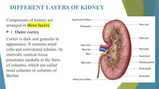 Renal Physiology- Functional anatomy of Kidney.pptx