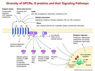 Gpcr Ras Functional Analysis Of Heterologous Gpcr Signaling Pathways In Yeast | PPT