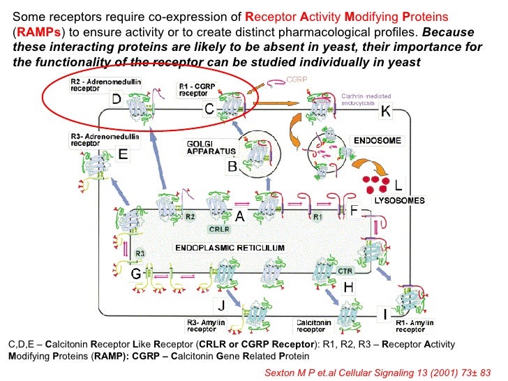 Functional Analysis Of Heterologous Gpcr Signaling Pathways In Yeast