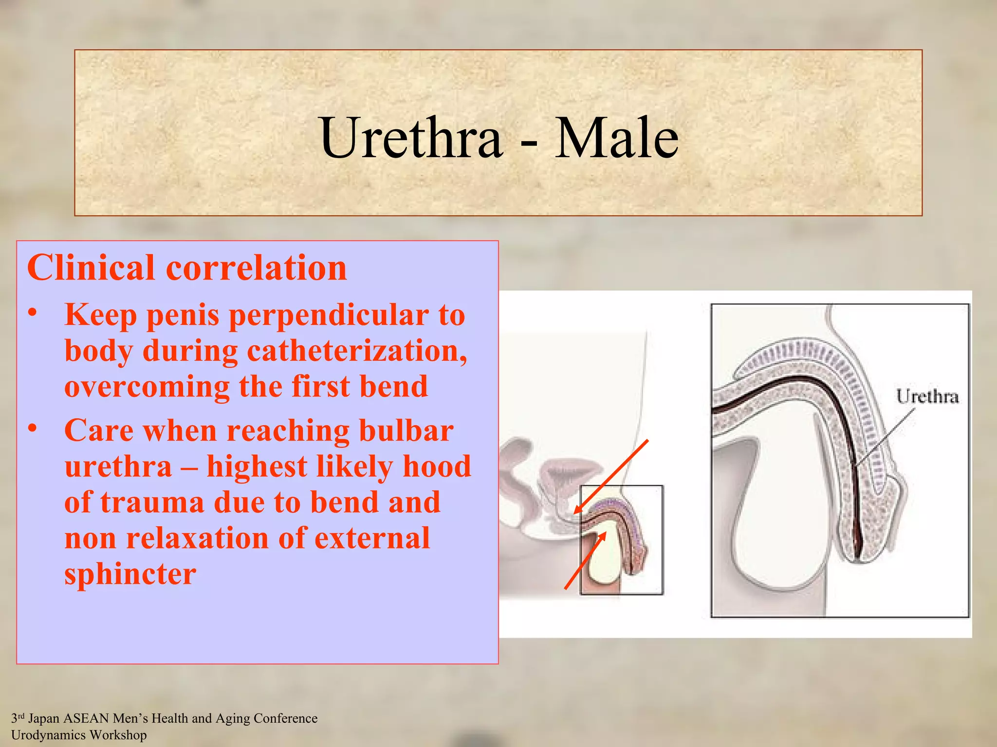 Urethra - Male Tightest at fossa navicularis ‘ S’ shape, bend at peno-scrotal junction and bulbar urethra Subjected to compression from and enlarging prostate Clinical correlation Keep penis perpendicular to body during catheterization, overcoming the first bend Care when reaching bulbar urethra – highest likely hood of trauma due to bend and non relaxation of external sphincter 