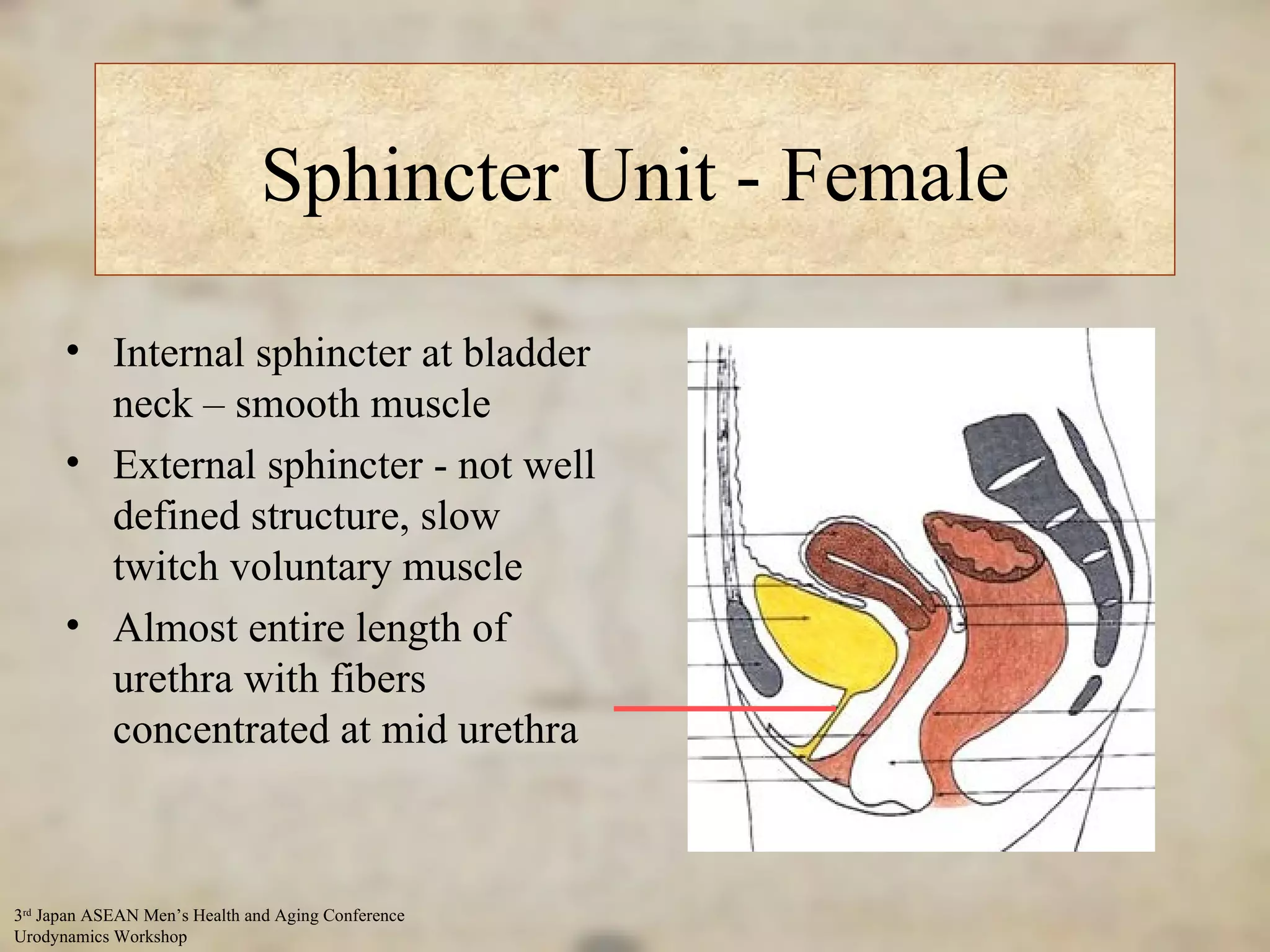 Sphincter Unit - Female Internal sphincter at bladder neck – smooth muscle External sphincter - not well defined structure, slow twitch voluntary muscle Almost entire length of urethra with fibers concentrated at mid urethra 