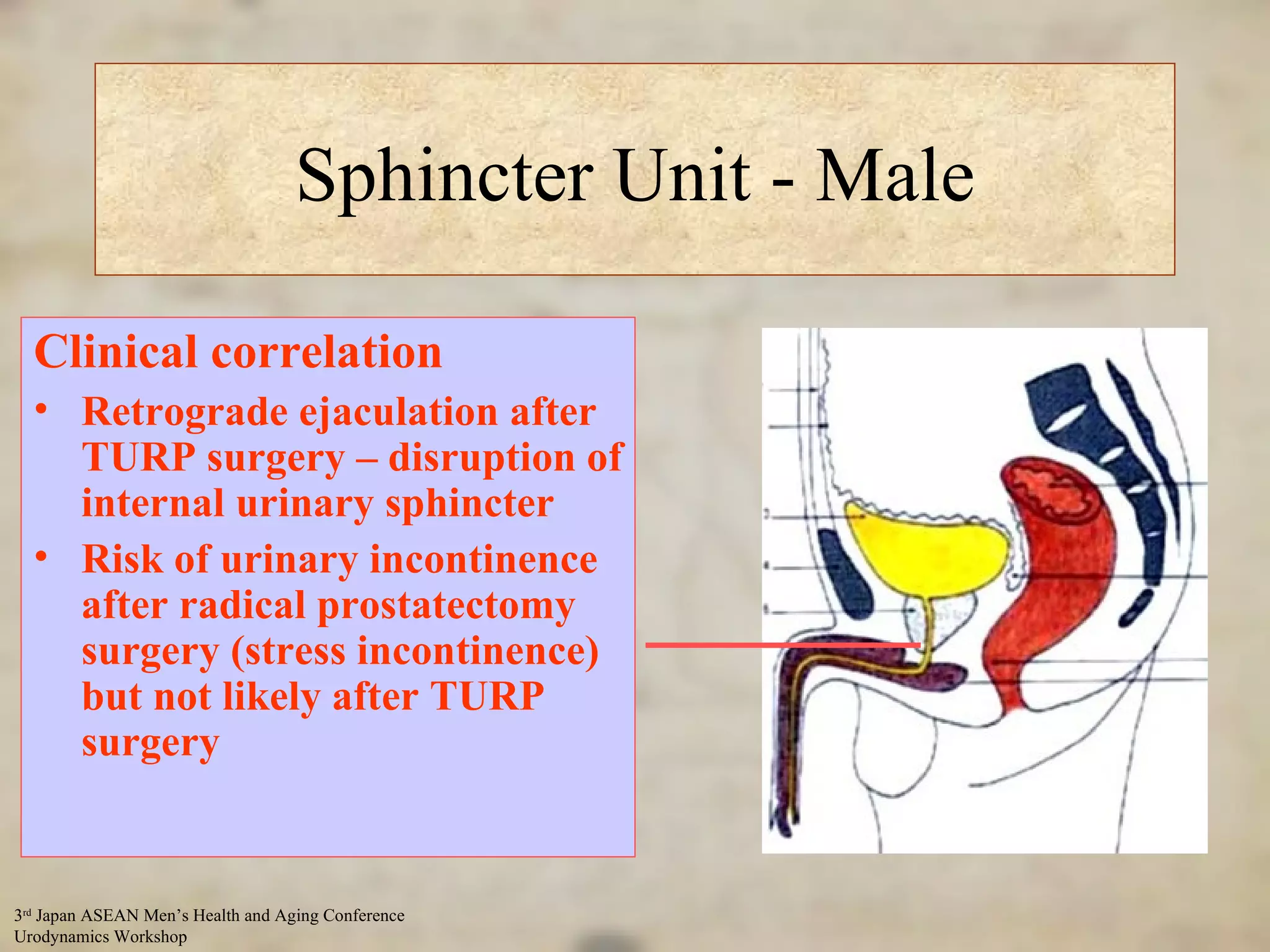 Sphincter Unit - Male Internal sphincter at bladder neck – prevents retrograde ejaculation External sphincter clearly defined at level of membranous urethra – urinary continence Clinical correlation Retrograde ejaculation after TURP surgery – disruption of internal urinary sphincter Risk of urinary incontinence after radical prostatectomy surgery (stress incontinence) but not likely after TURP surgery 