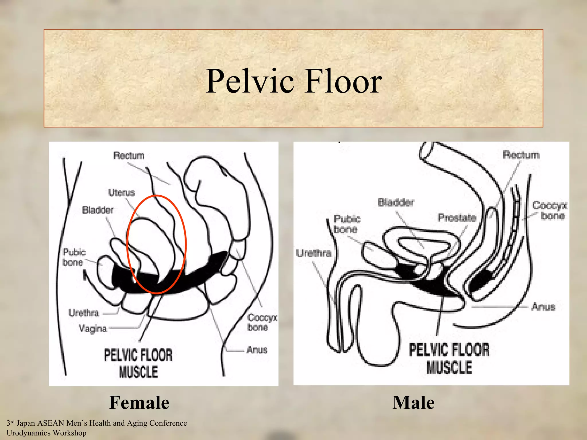 Pelvic Floor Female Male 