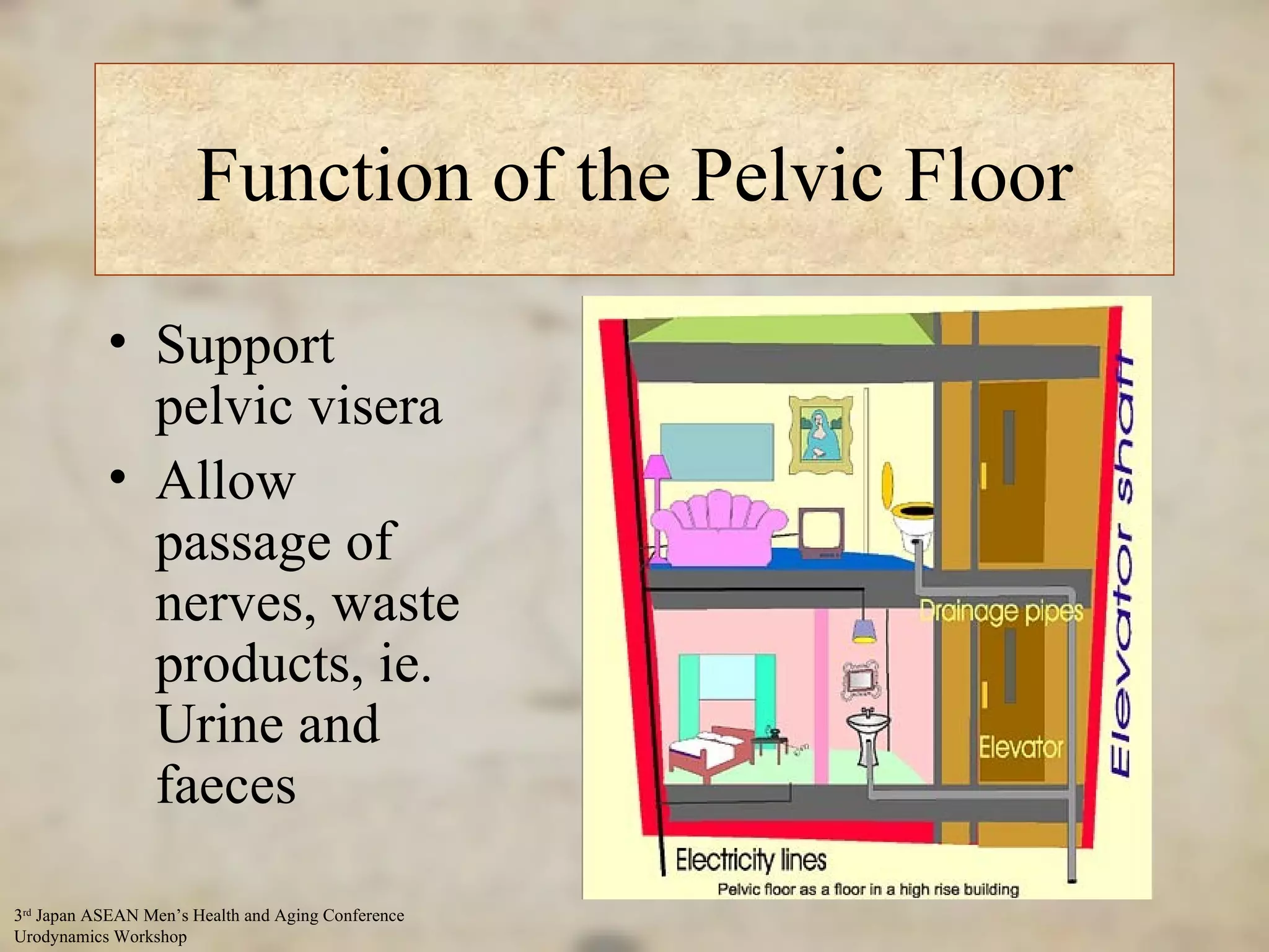 Function of the Pelvic Floor Support pelvic visera Allow passage of nerves, waste products, ie. Urine and faeces 
