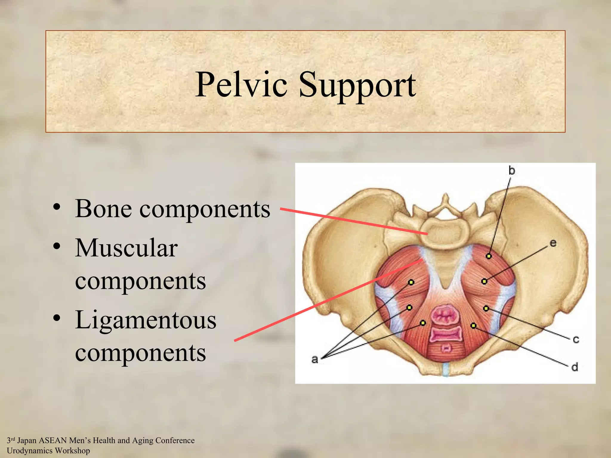 Pelvic Support Bone components Muscular components Ligamentous components 