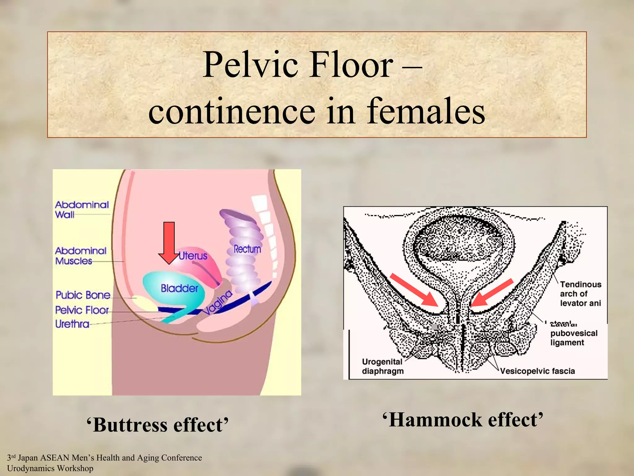 Pelvic Floor –  continence in females ‘ Buttress effect’ ‘ Hammock effect’ 