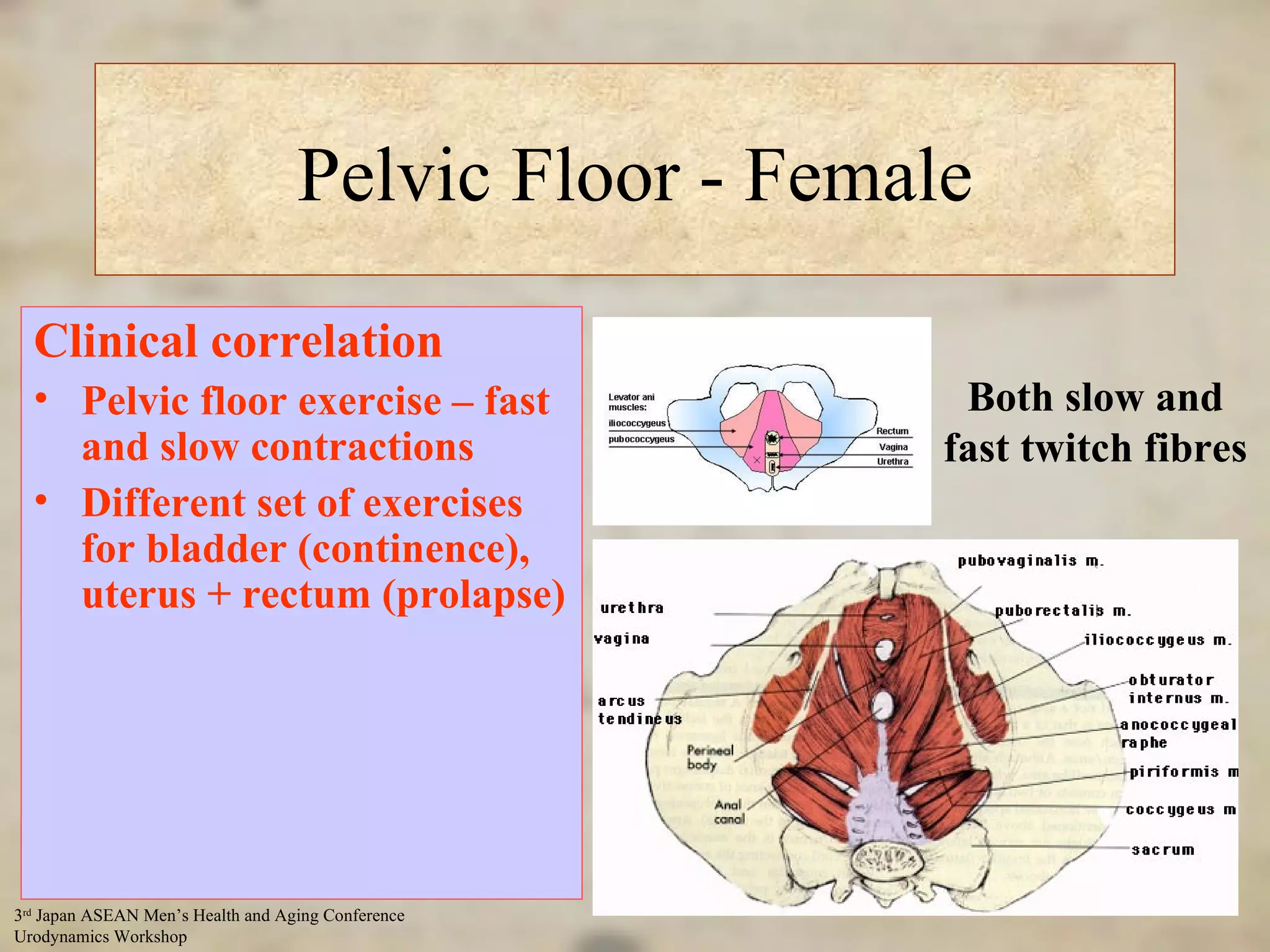 Pelvic Floor - Female Both slow and fast twitch fibres Clinical correlation Pelvic floor exercise – fast and slow contractions Different set of exercises for bladder (continence), uterus + rectum (prolapse) 