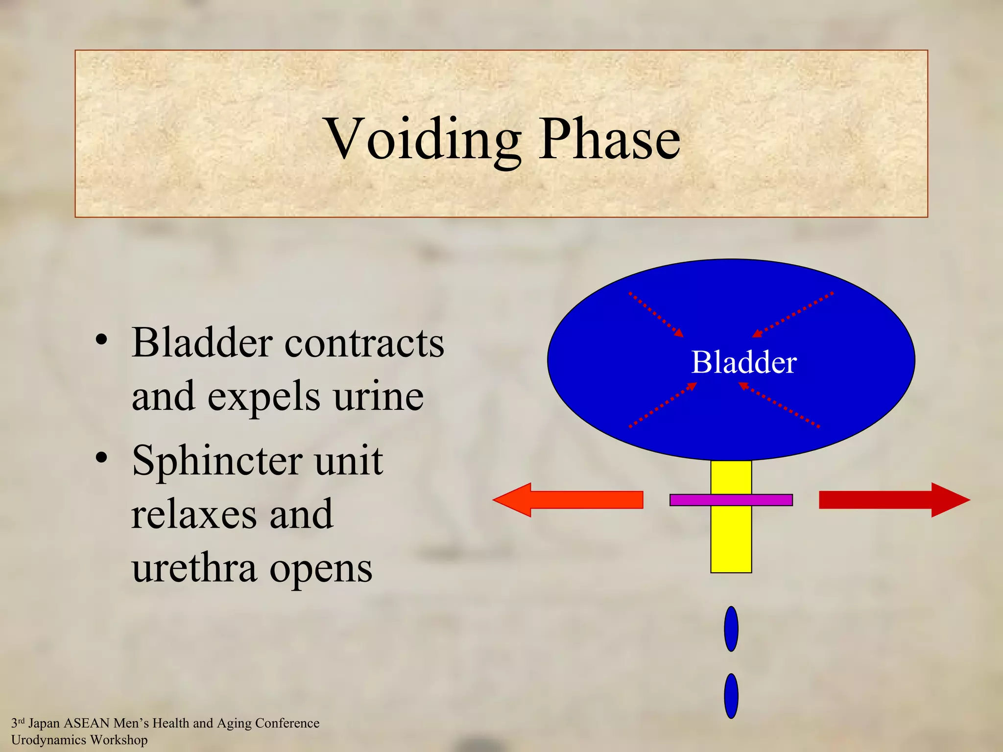 Voiding Phase Bladder contracts and expels urine Sphincter unit relaxes and urethra opens Bladder 
