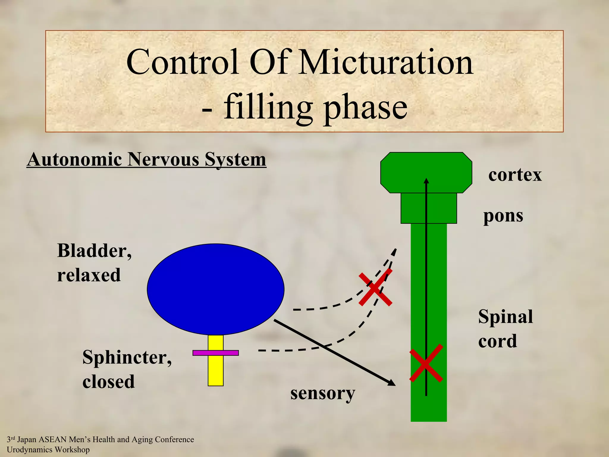 Control Of Micturation  - filling phase Autonomic Nervous System Spinal cord Bladder, relaxed Sphincter, closed sensory pons cortex 